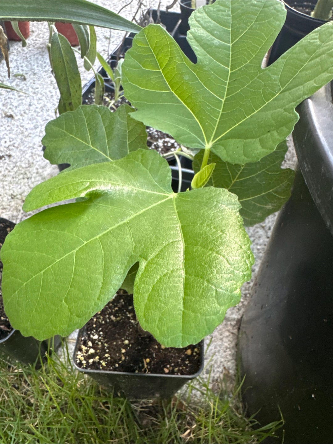 Container Fig Container Friendly Fig Tree Cuttings Pack - Etsy