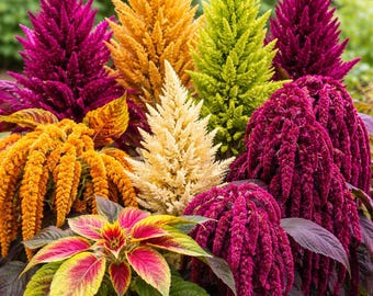 Amaranth: Rainbow mix (~400 seeds~400mg)