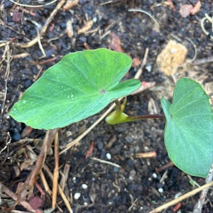 Eddo/Taro/Arbi (5 CORMS/BULBS) for planting