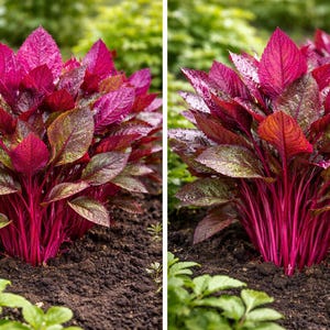 May include: Two images of vibrant red plants with large, textured leaves. The plants have deep red stems and leaves that transition to green and bronze. They are planted in dark soil, with green foliage in the background.