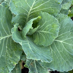 May include: Close-up of a green cabbage plant with large, crinkled leaves. The leaves are covered in small water droplets.