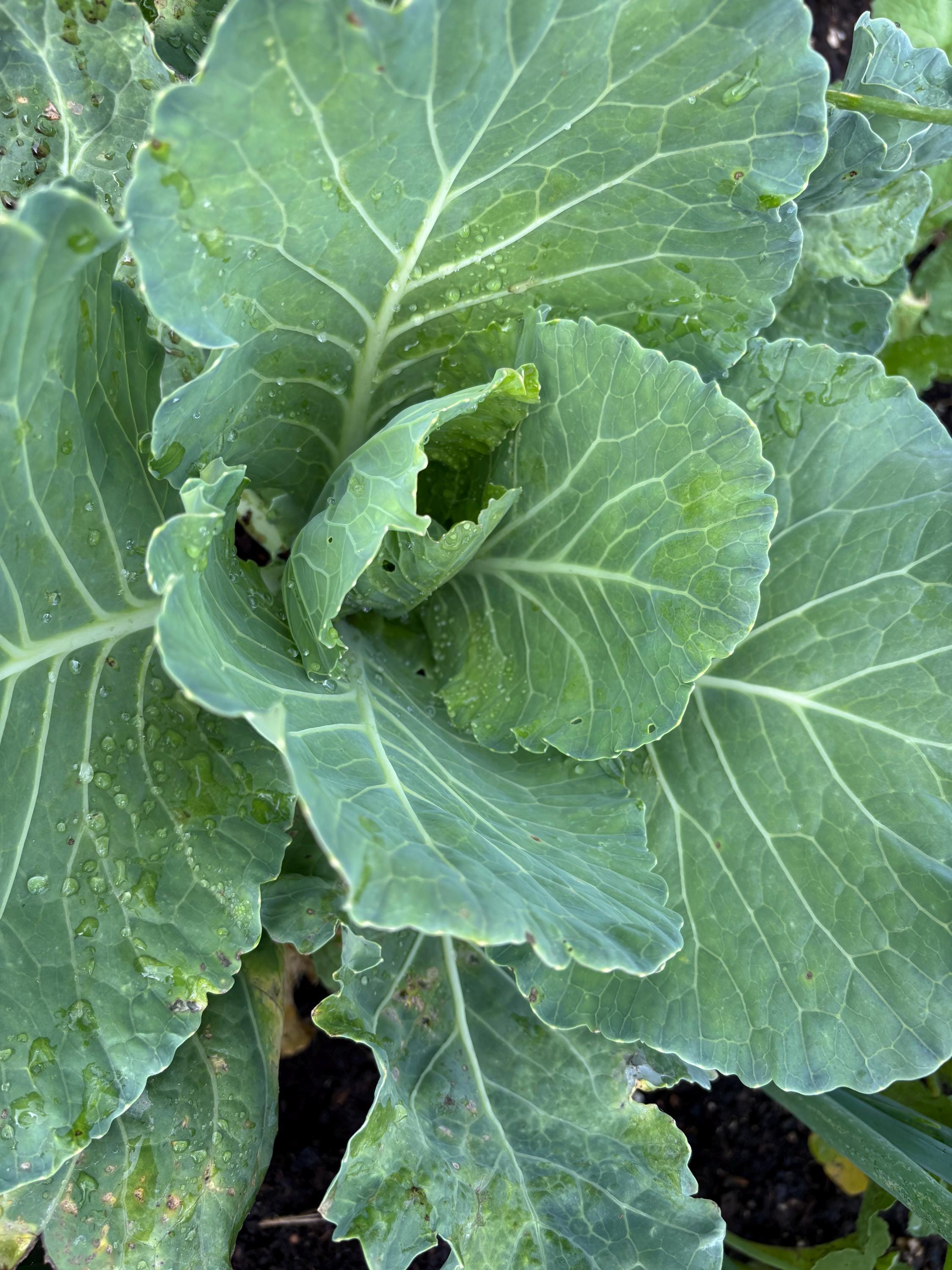 Yellow cabbage Collard