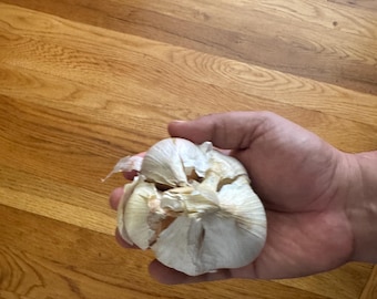Elephant garlic bulbs