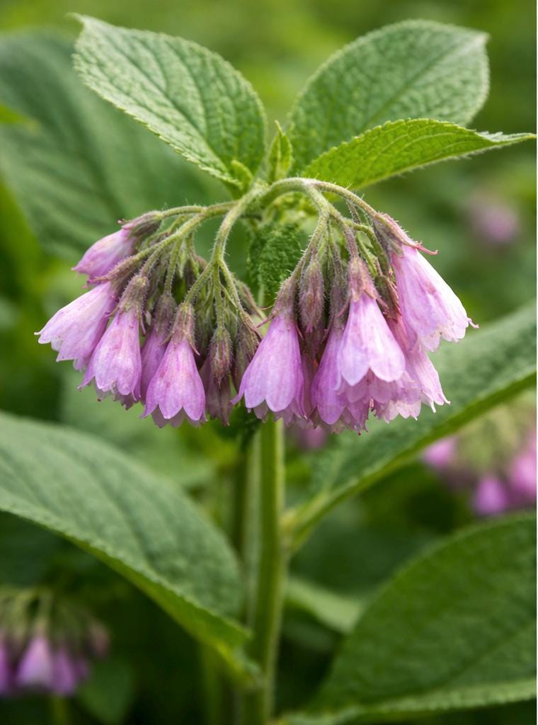 Russian Blocking Comfrey- Roots or Crowns - Etsy