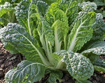 May include: A vibrant savoy cabbage plant growing in dark soil, featuring deeply crinkled, dark green leaves with prominent, thick, pale white veins that radiate from the center of the plant, creating a textured and layered appearance.