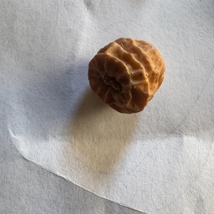 May include: A single, light brown tiger nut with a wrinkled surface. The nut is round and has a textured appearance, with visible ridges and a slightly darker hue in the crevices. It sits on a white surface.
