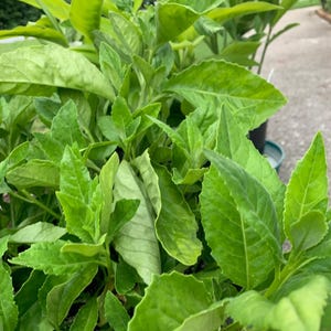 Longevity Spinach /Gynura procumbens/