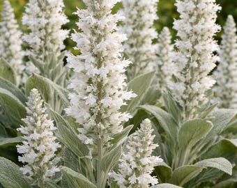 Sage, White (Salvia apiana) seeds (50 seeds)
