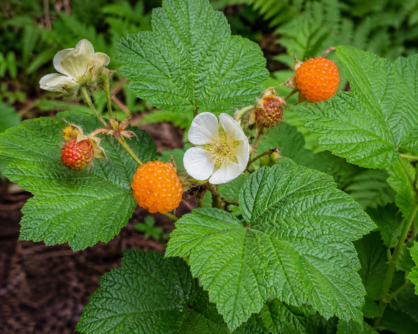Thimbleberry- Rubus Parviflorus- 50 Seeds - Etsy