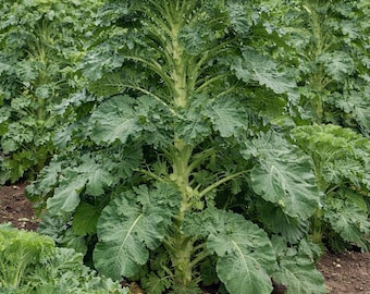 Thousand head kale: Perennial Greens