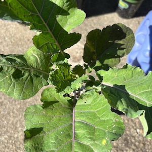 Rare and multiple Variety TREE COLLARDS Grown from SEED.