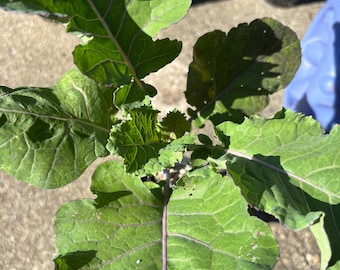 Rare and multiple Variety TREE COLLARDS Grown from SEED.