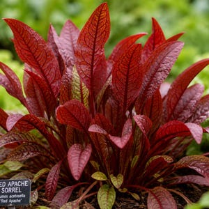 May include: A close-up of a Red Apache Sorrel plant with vibrant red leaves. The leaves have prominent veins and a slightly textured surface. The plant is surrounded by green foliage. A small sign reads "Red Apache Sorrel".