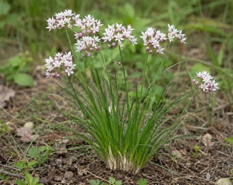 Semillas/bulbilos de ajo para caminar ~2,5 g/100 bulbillos