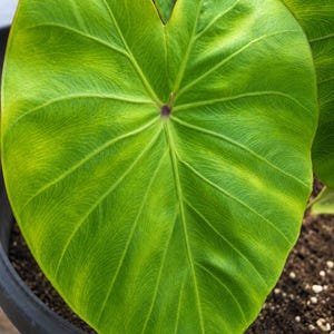 Dasheen Plants - Etsy