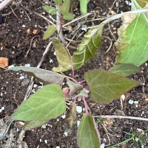 Purple orach/mountain spinach (700mg)~100 seeds+