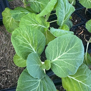 May include: Close-up of young cabbage plants with large, green leaves and prominent white veins. The plants are in black plastic trays, ready for transplanting. The leaves have a slightly waxy texture.