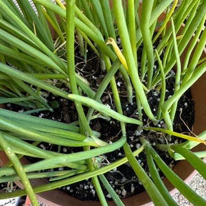 May include: Close-up of a potted plant with long, green leaves. The leaves are a vibrant green color, with some yellowing at the tips. The plant is in a brown pot filled with dark soil. The image is taken from a high-angle perspective.