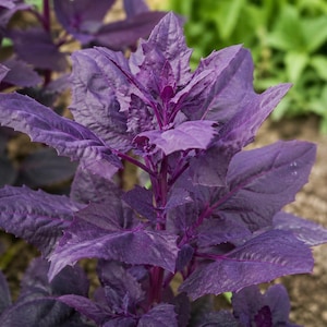 May include: Close-up of a vibrant purple plant with textured leaves. The plant's stems and leaves are a deep shade of purple, with a few green plants in the background. The plant is in a garden setting.
