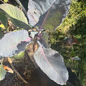 May include: A leafy plant with large, broad, dark purple-tinged leaves featuring prominent, bright magenta veins. The foliage has a slightly serrated edge and a matte texture, extending outward from a central stem in a garden setting.