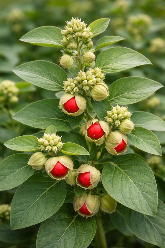 Ashwagandha, Vedic (Withania somnifera)- 100 mg ~50 seeds