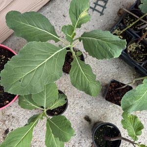 May include: Overhead view of several young cabbage plants in small black pots, set on a concrete surface. The plants have large, green leaves with prominent veins. One plant is in a pink pot. A black tray with more plants is in the background.