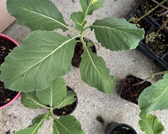Walking stick kale: perennial kale