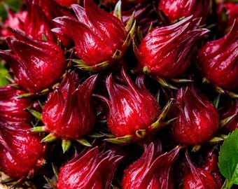 Roselle -Asian, Thai and St Kitts and Nevis-20 seeds