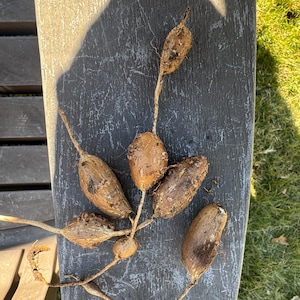 Hopniss-American ground nut- Apios americana