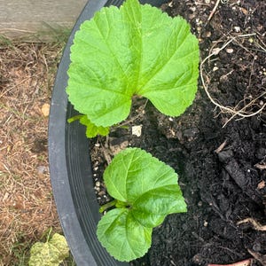 May include: Close-up of two vibrant green leaves growing in a black pot filled with dark soil. The leaves have a textured surface and are surrounded by other plant matter. The pot is placed outdoors.