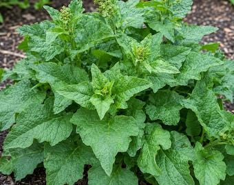 Good king Henry (Blitum bonus-henricus) 30 seeds