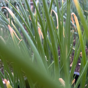 Red Beard Japanese bunching onion seeds
