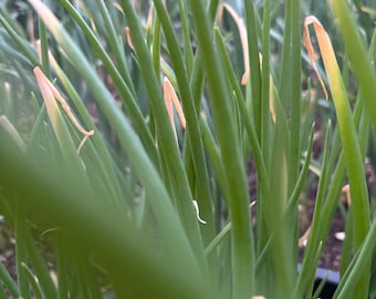 Red Beard Japanese bunching onion seeds