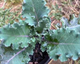 Rare and multiple Variety TREE COLLARD/kale seeds (30 seeds) open pollinated