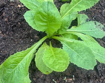 Semillas de lechuga silvestre: 2 variedades