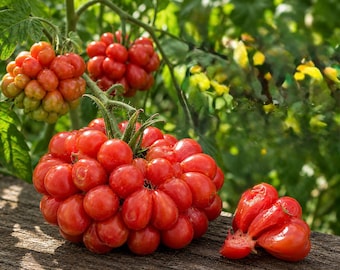 Reisetomate Traveler Tomato: red or yellow green varieties