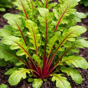 May include: A close-up of a leafy green plant with vibrant red stems and veins. The leaves are a bright green with a slightly ruffled edge. The plant is growing in dark soil, and the overall image is well-lit.