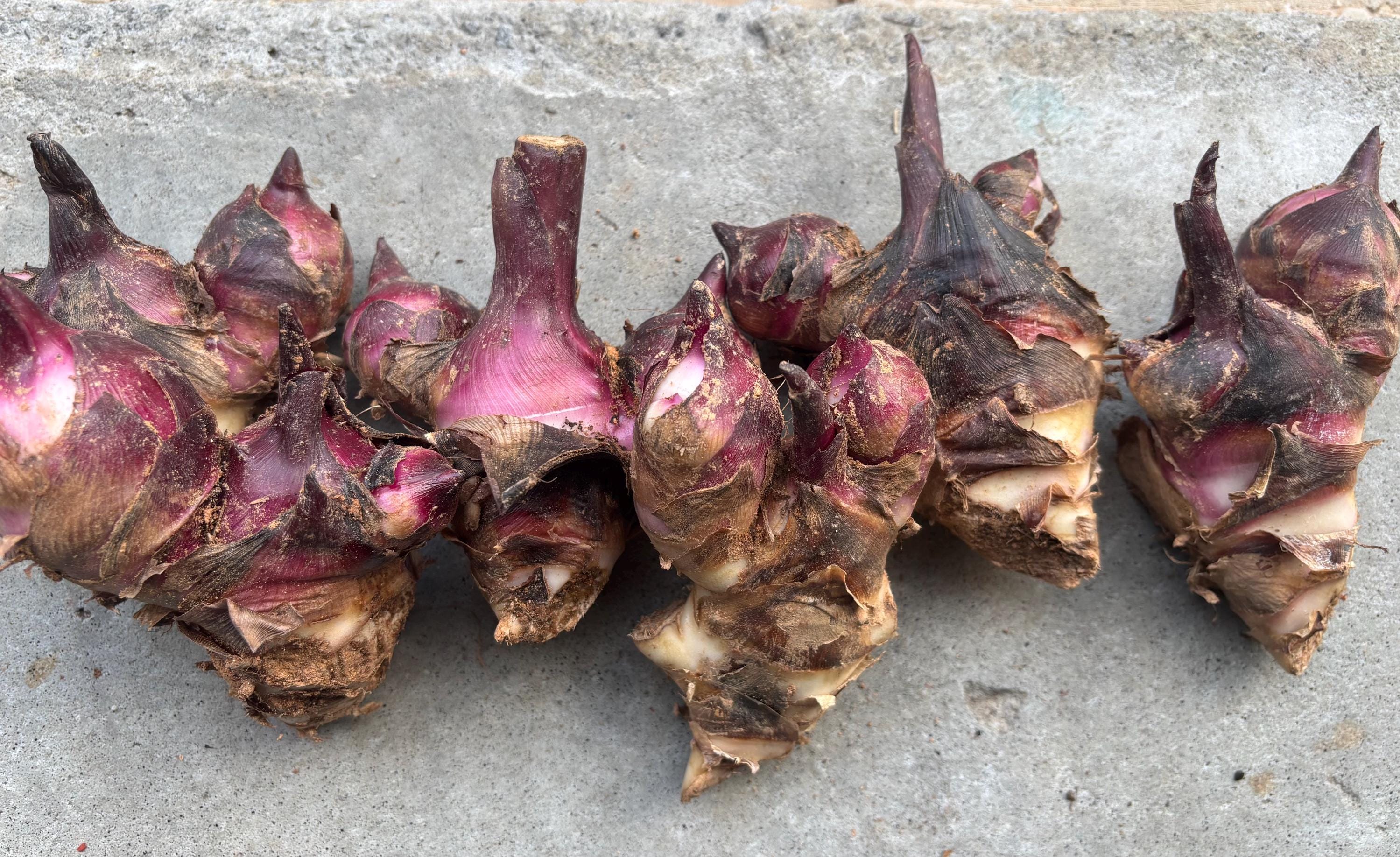 Achira, Queensland Arrowroot,canna Edulis, (2 Tubers Large or 3