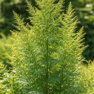 plant based pills Plant-Based Vitamin E Supplement