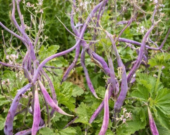 Red Rat's Tail Radish (1. 5 gram ~ 50 seeds)
