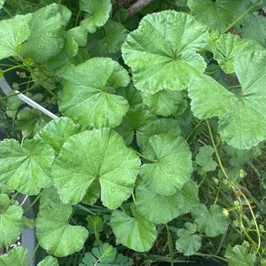 May include: A cluster of vibrant green, rounded leaves with scalloped edges and prominent veins. The foliage displays a textured surface with visible water droplets, growing in a dense arrangement with thin stems and a few small, budding flowers.