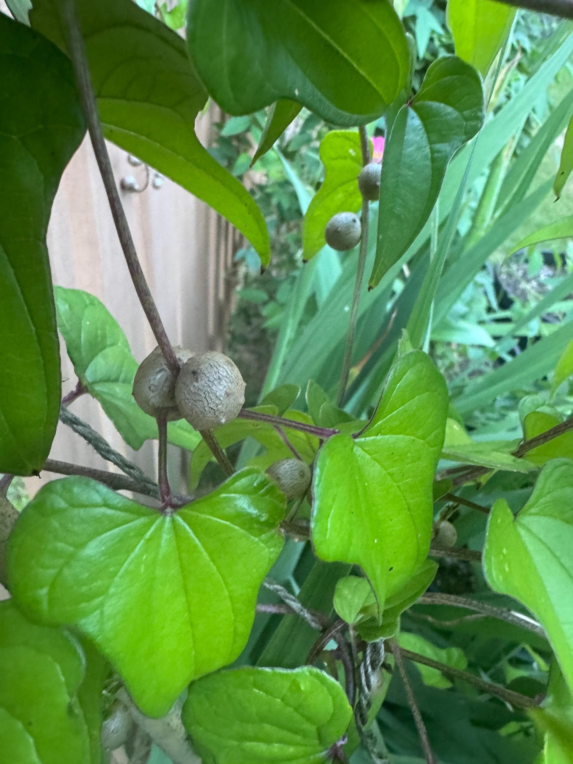 Air Potato/dioscorea Batatas/ Dr Yao Cinnamon Vine/chinese Yam (10bulbils  or Big Tuber) - Etsy