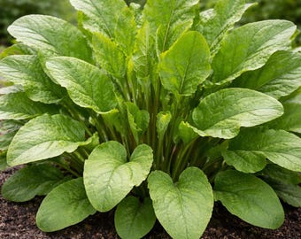 Acedera francesa de hoja ancha (Rumex scutatus), 100 semillas