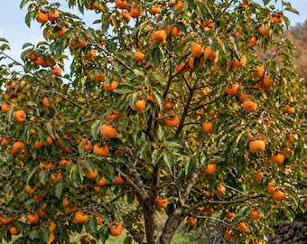 Persimmon seeds: Japanese or common (10 seeds)