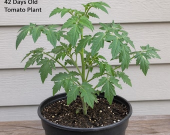 42 day tomato-25 seeds