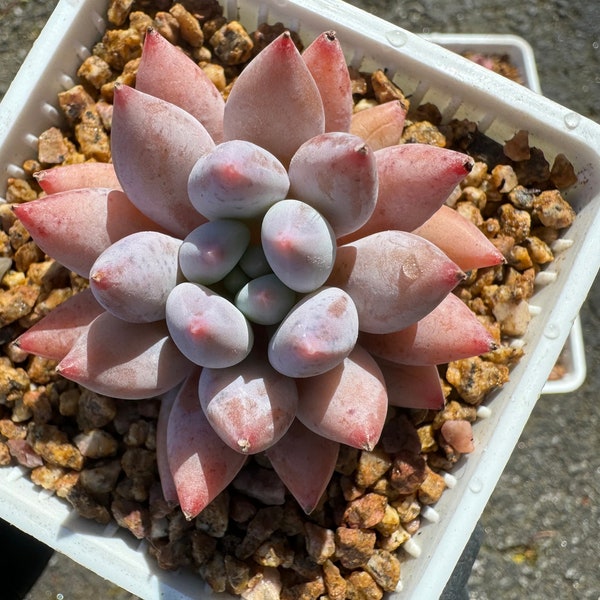 Pachyveria 'Angel's Finger',  2.0 inches,  Bare Root, Imported Rare Succulent, live plant