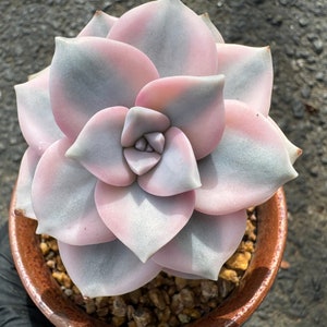 Graptopetalum 'Purple Delight' Variegated, New Hybrid, single head, pretty color,  Imported Rare Succulent, Bare Root