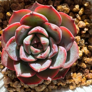 Echeveria' el encino X  Monroe',  New Hybrid, nice color,  Imported Rare Succulent, Bare Root, live plant