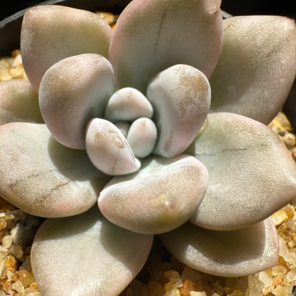 Graptoveria 'Opalina' Variegated, 1.5inches,  single head,  high quality, , Bare Root, Imported Rare Succulent, live plant, gift