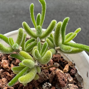 Drosanthemum 'Red Leaf Ice Crystal',  mini size, Bare Root, Imported Rare Succulent